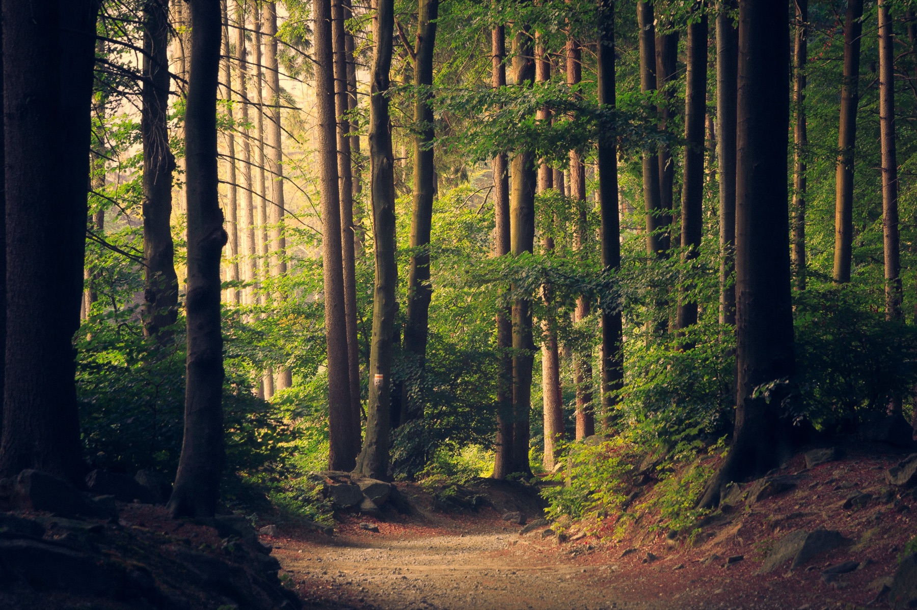 Sunlight through a forest path